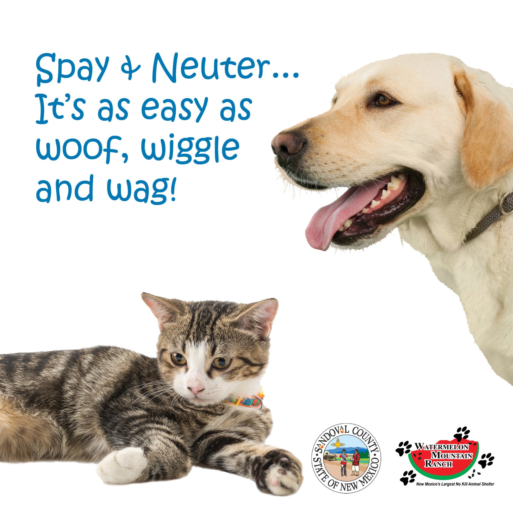 County Offers Low-Income Spay/Neuter 