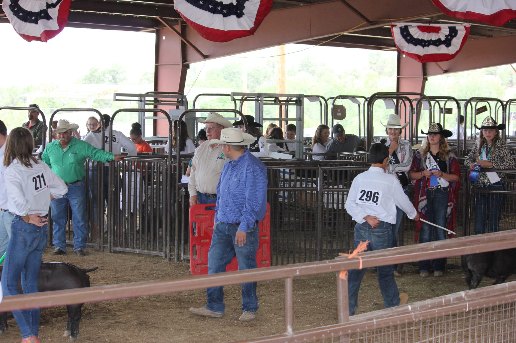 Judges and youth exhibitors with numbered entry bibs prepare livestock in show pens decorated with patriotic bunting at the Sandoval County Fair