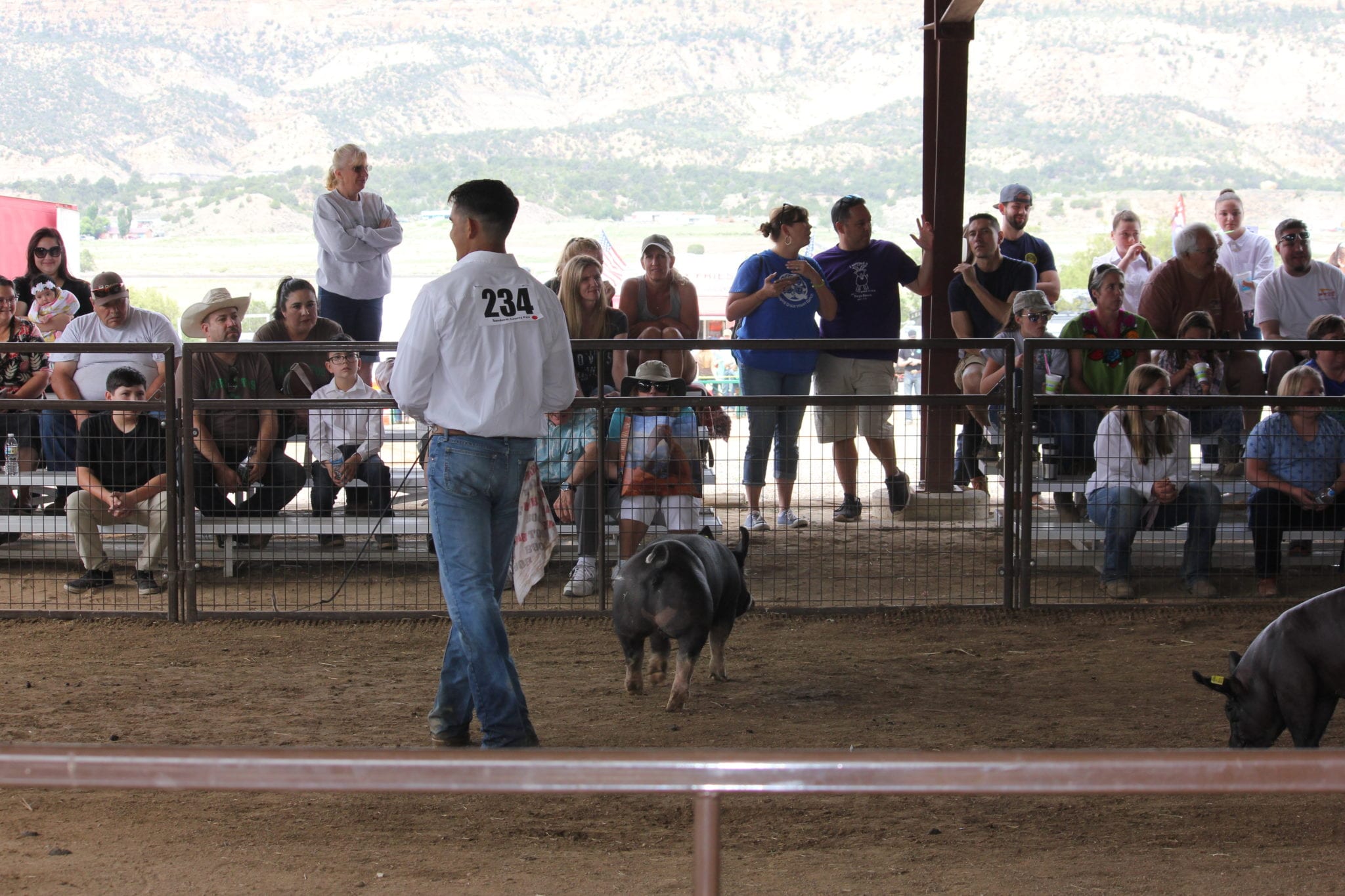A youth exhibitor numbered 234 shows a pig in the livestock arena at the Sandoval County Fair while a crowd of spectators looks on from the bleachers