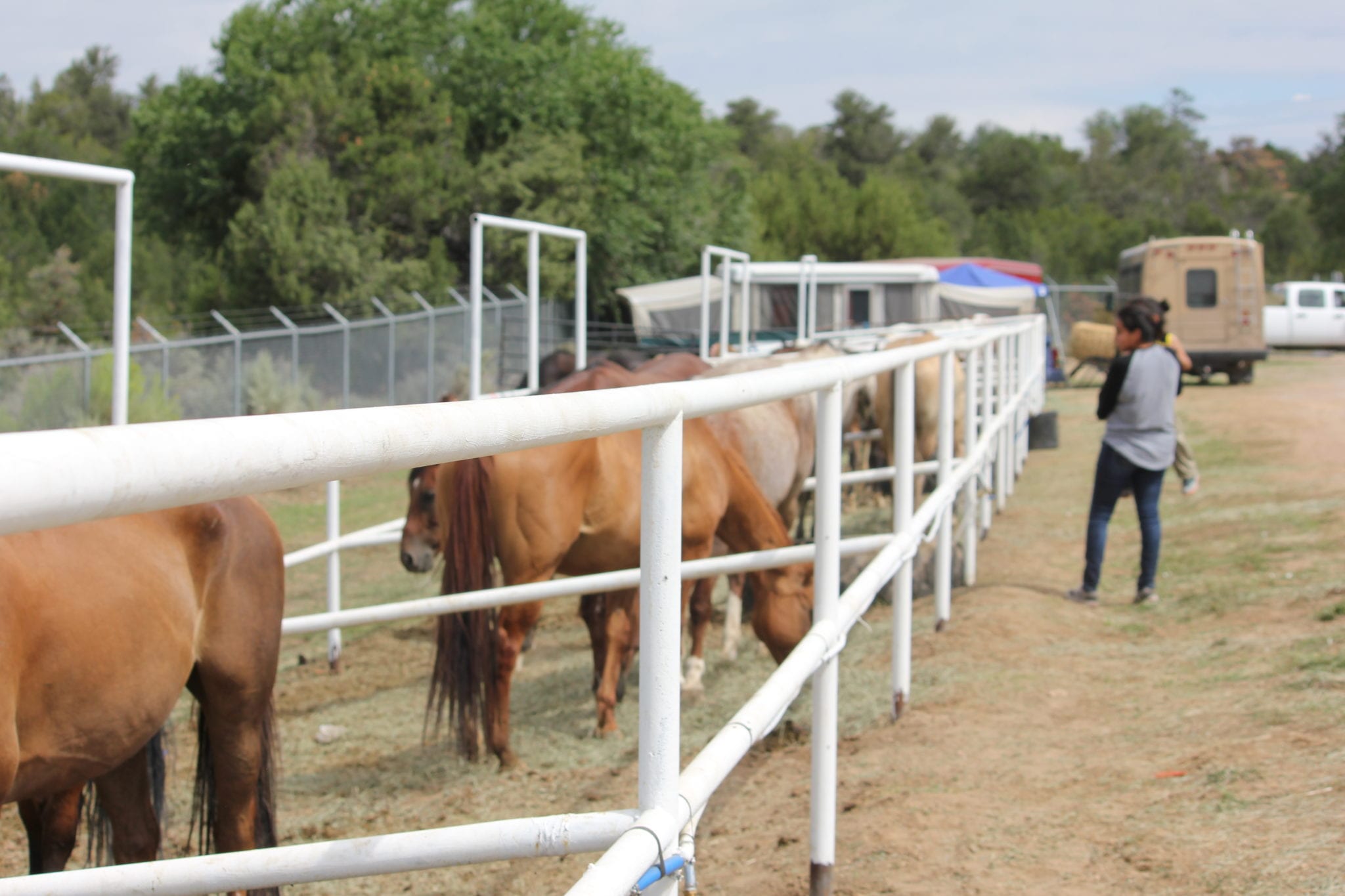 Horses in white pipe-rail pens at the Sandoval County Fairgrounds, with a handler walking alongside the stalls