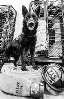 k9 jj