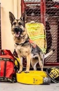 k9 pippi