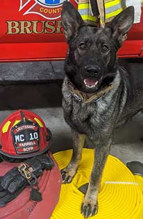 k9 greta