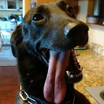 k9 quattro