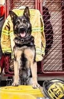 k9 shamus