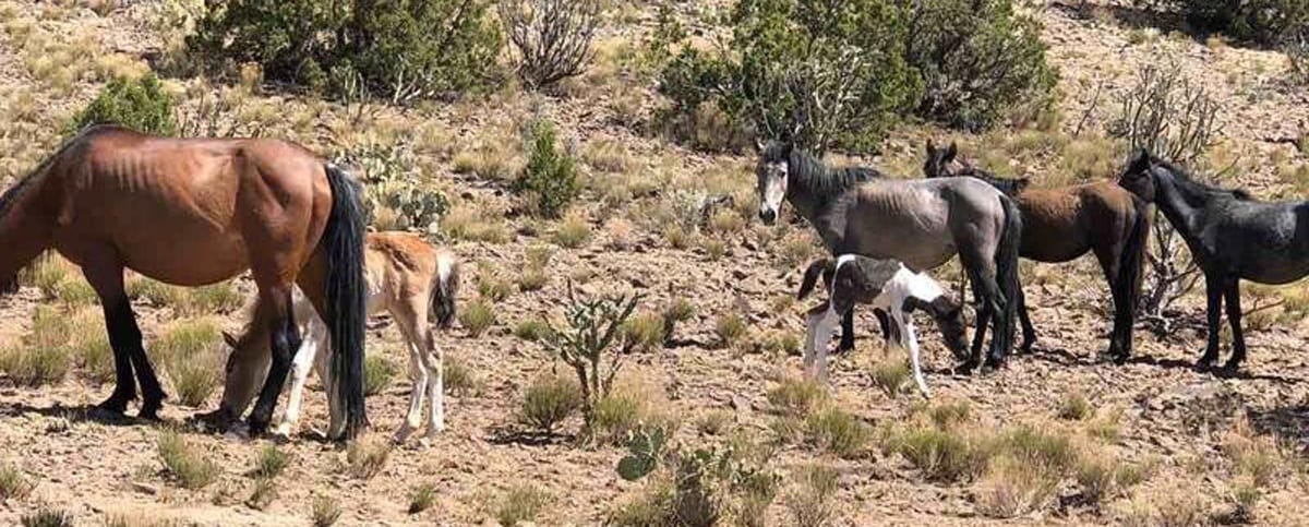 wild horses in placitas