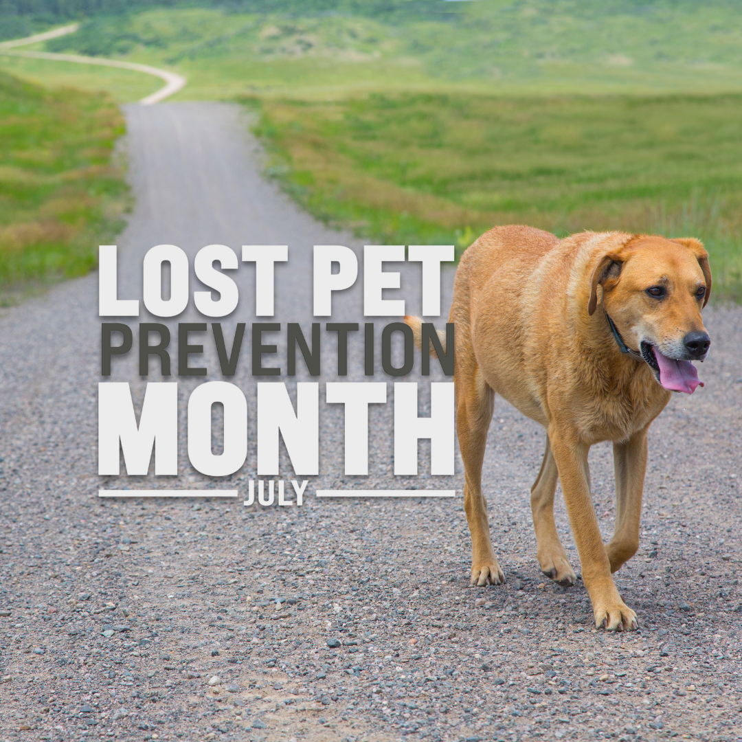 lostpet2025 mens health month thumb